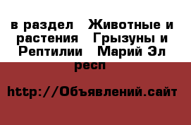 в раздел : Животные и растения » Грызуны и Рептилии . Марий Эл респ.